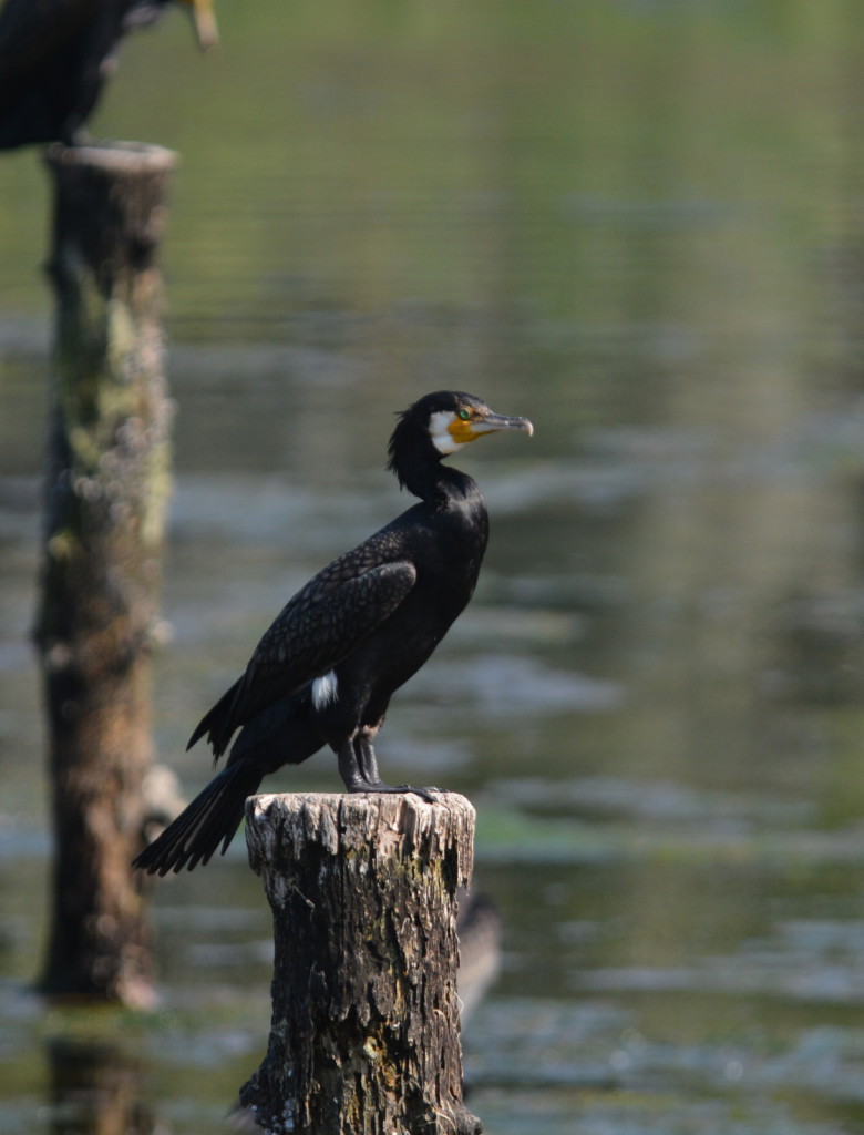 Japanese cormoran standing　on a stake